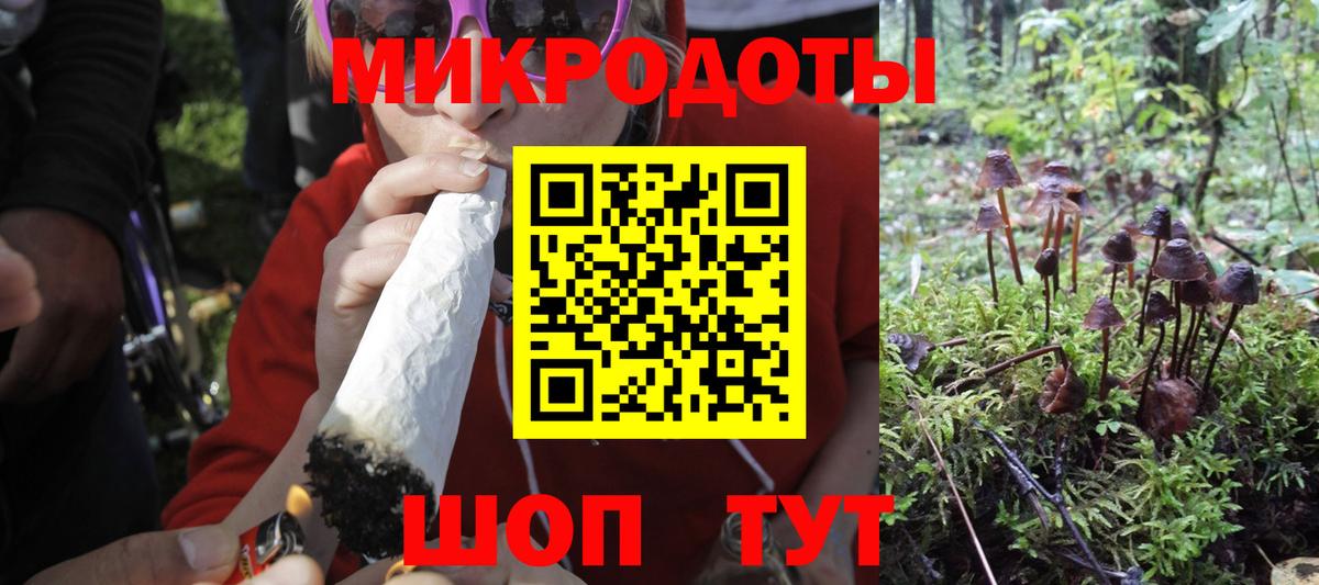 Галлюциногенные грибы Psilocybe Новозыбков